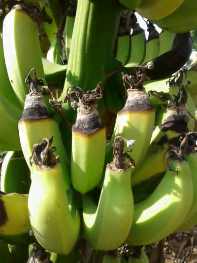 مرض عفن طفية السيجار في الموز