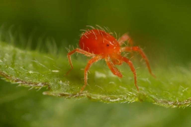 العنكبوت الأحمر - عالم النباتات