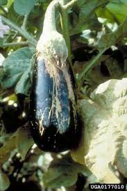 حشرة التربس - عالم النباتات
