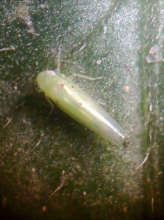 Jassid insect (leafhoppers) - the world of plants