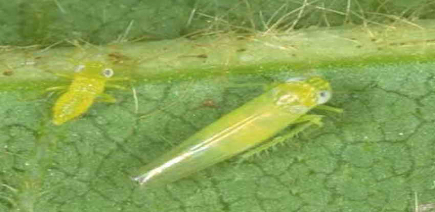 Jassid insect (leafhoppers) - the world of plants