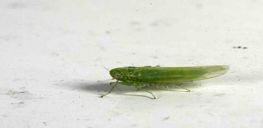 Jassid insect (leafhoppers) - the world of plants