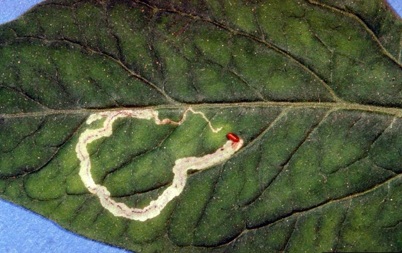 حشرة صانعات الانفاق : Leaf miner - عالم النباتات