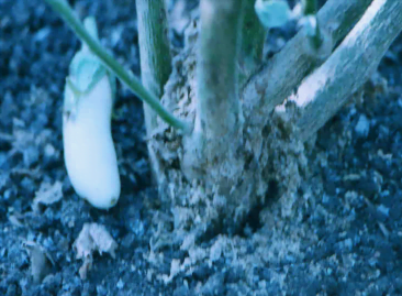 حشرة حفار ساق الباذنجان:eggplant stem borer Euzophora Treit. - عالم النباتات