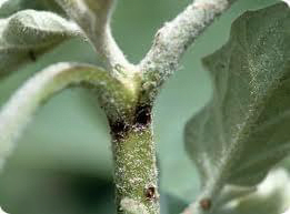 Eggplant stem borer: Eggplant stem borer Euzophora Treit. - The world of plants