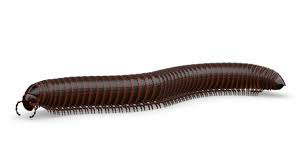 حشرة الدودة القارضة: Agrotis ipsilon Rott. Cutworm - عالم النباتات