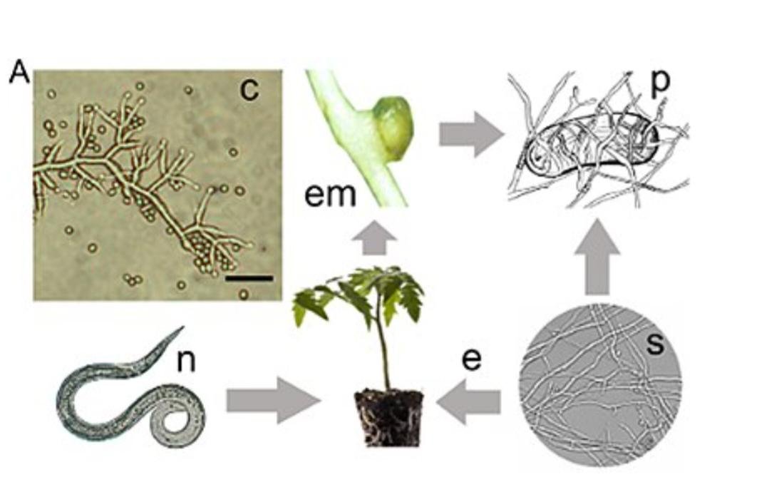 Fig nematode disease - the world of plants
