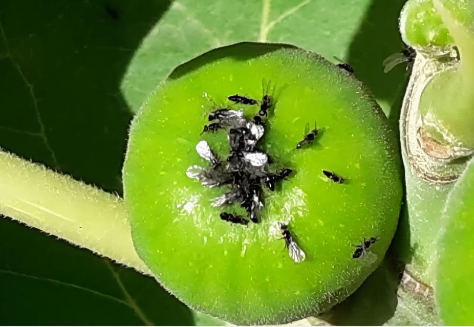 Black fig fruit fly - the world of plants