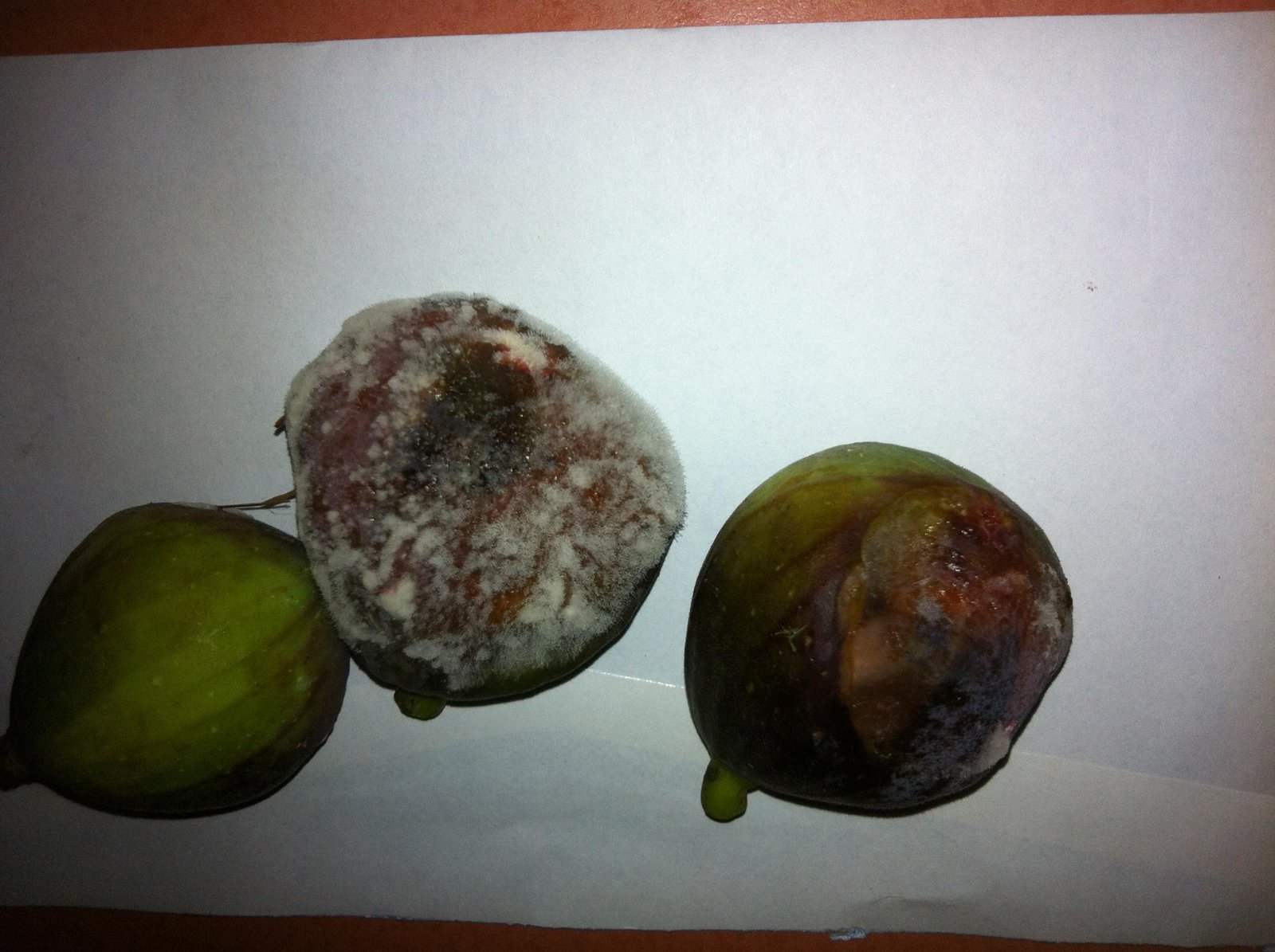 Fig fruit rots - the world of plants