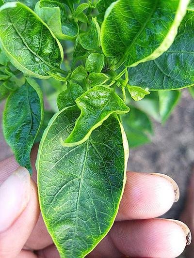Leaf curl virus - Plant World
