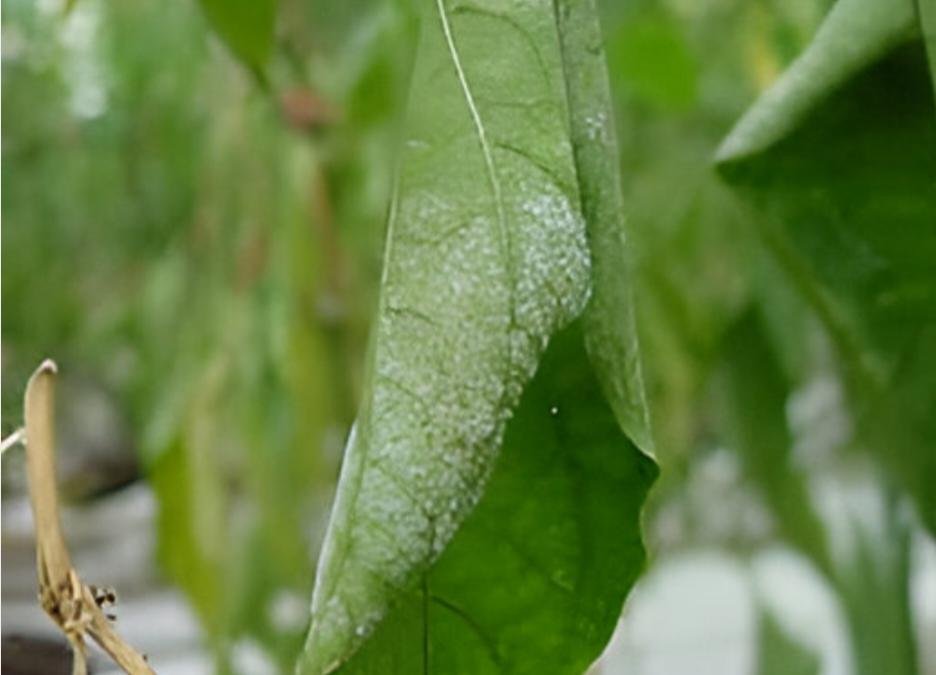 Powdery mildew in pepper - the world of plants