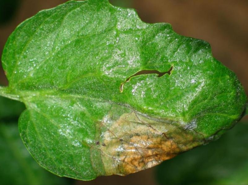 أمراض المجموع الخضري - عالم النباتات