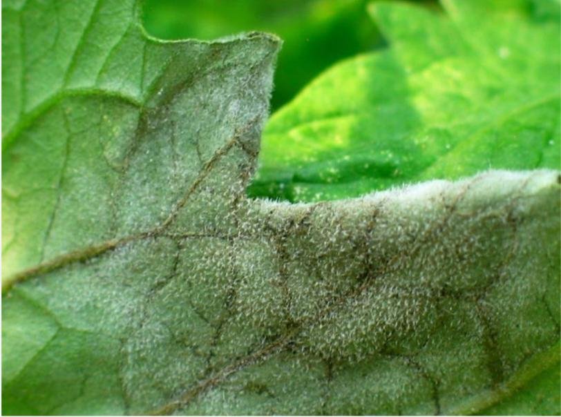 أمراض المجموع الخضري - عالم النباتات
