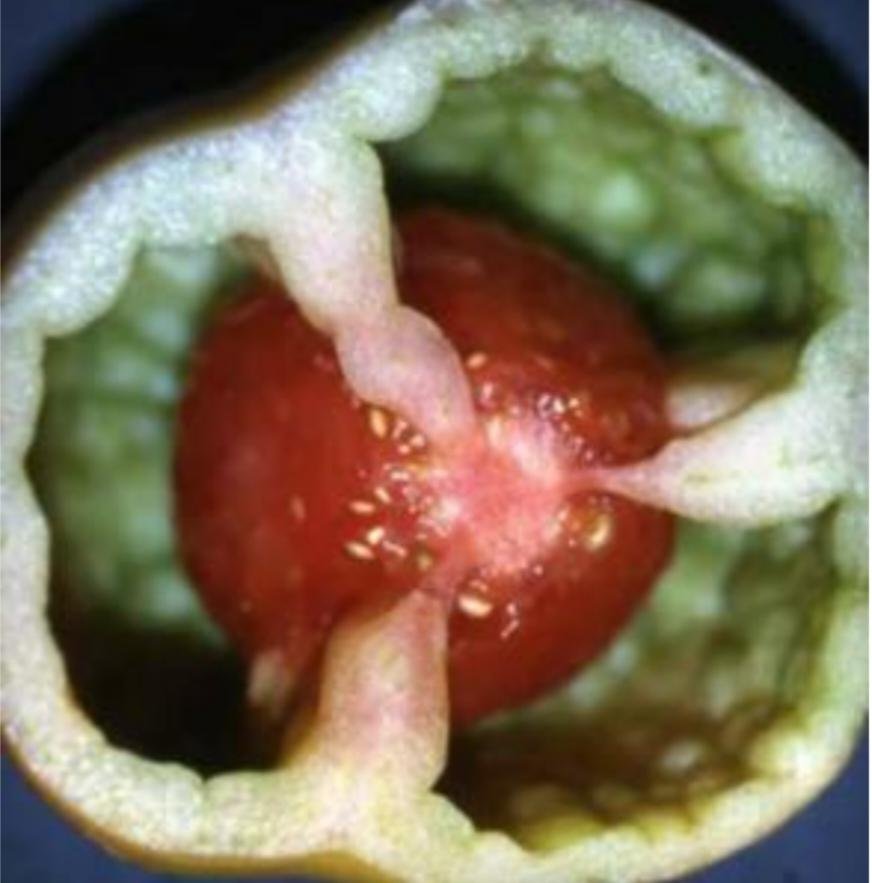 Edema, swelling, sunburn in tomatoes - World of Plants