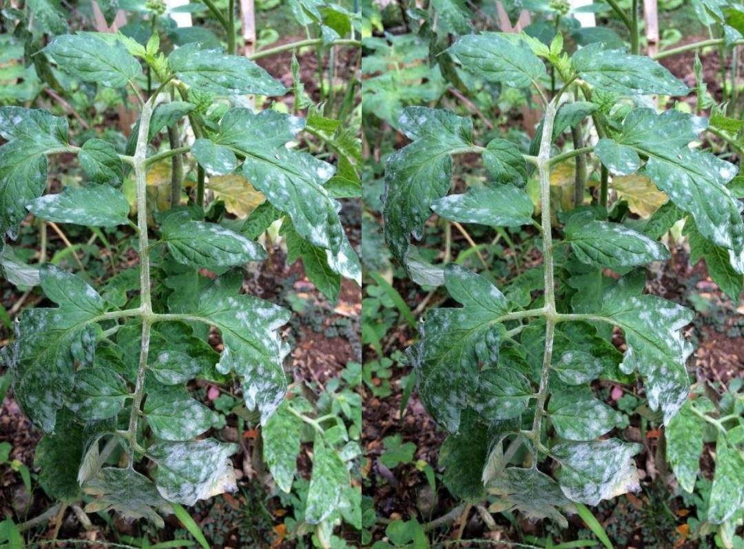 Powdery mildew (Oidium) on tomatoes - Plant World