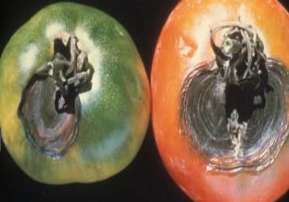 اللفحة المبكرة (الألترناريوز) على الطماطم - عالم النباتات