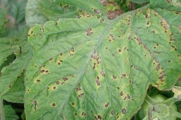 Bacterial Spot - The World of Plants