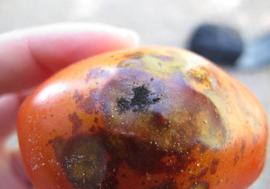مرض العفن الأسود في الطماطم - عالم النباتات