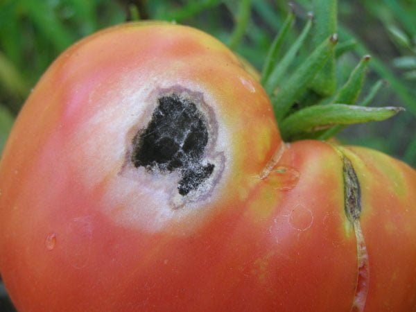 Black rot disease in tomatoes - Plant World