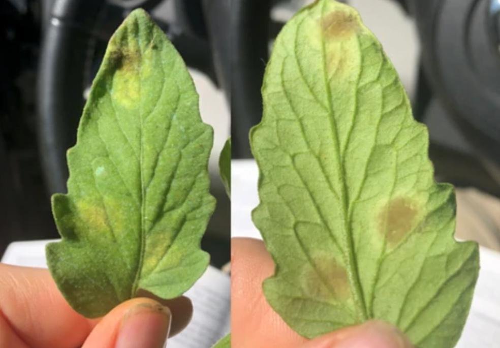 Tomato leaf rot disease - the world of plants