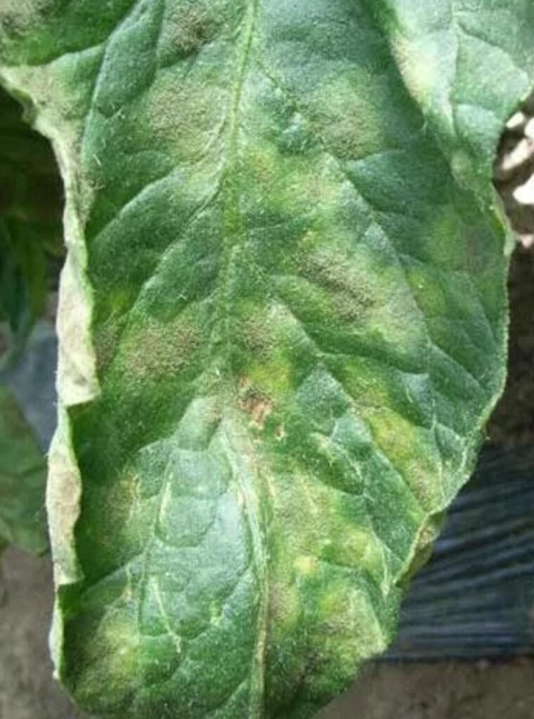 Tomato leaf rot disease