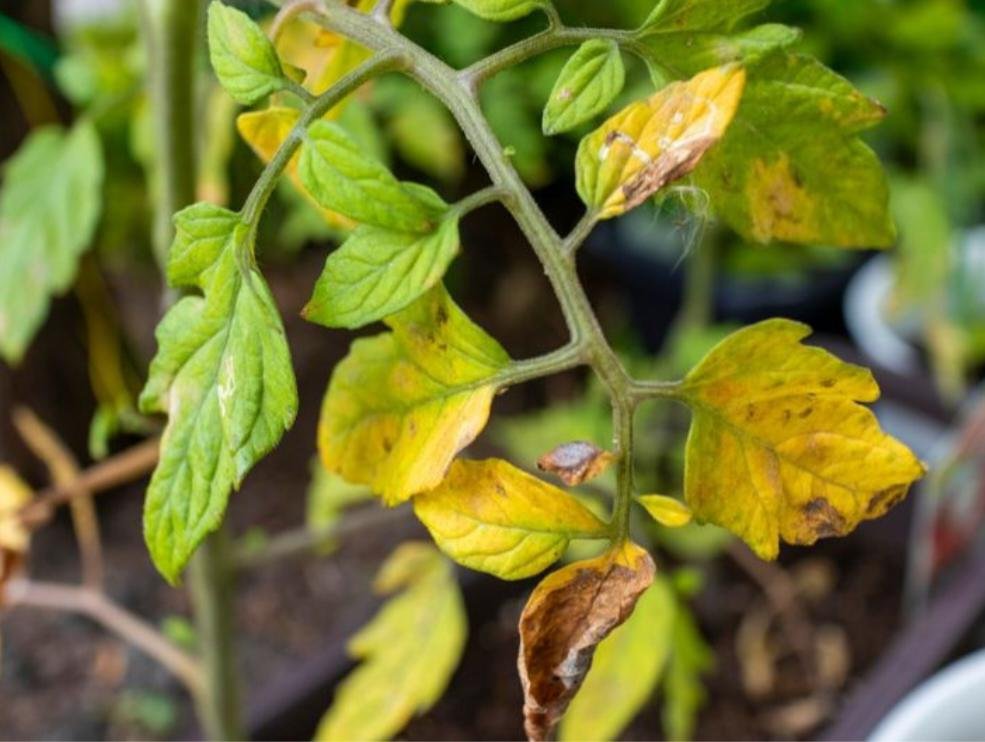 Yellowing of tomato leaves