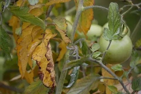 Yellowing of tomato leaves - the world of plants