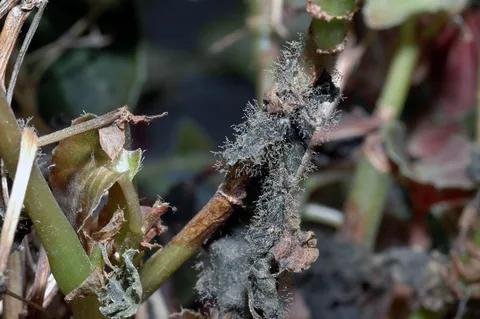 Botrytis mold (gray mold) - the world of plants