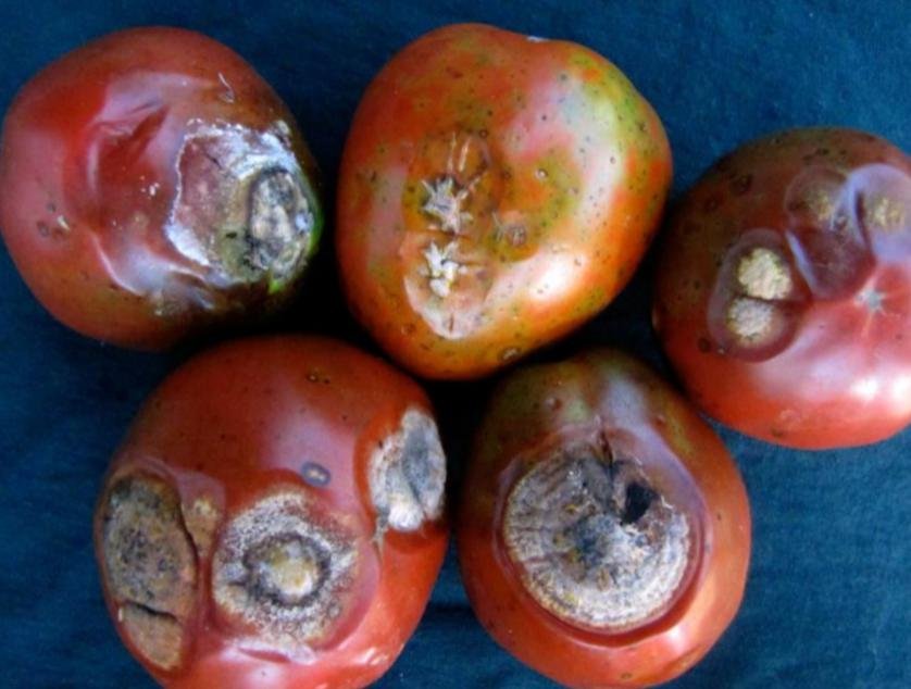 الانثراكنوز في الطماطم - عالم النباتات