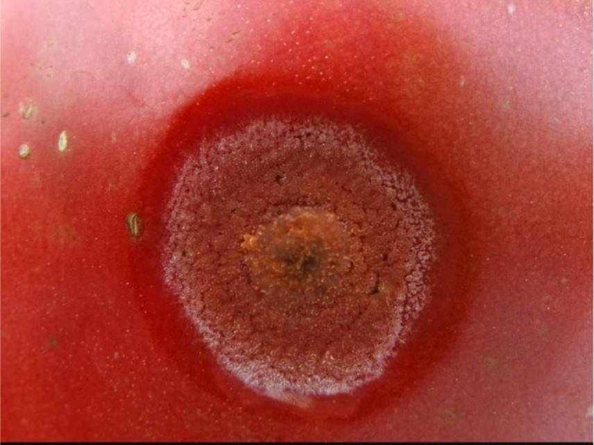 الانثراكنوز في الطماطم - عالم النباتات