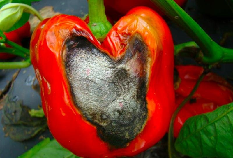Gray mold in pepper - the world of plants