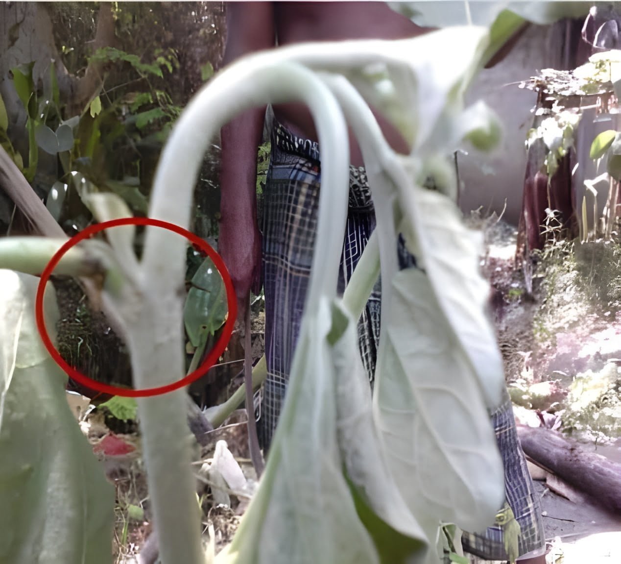 Eggplant stem borer - Plant World