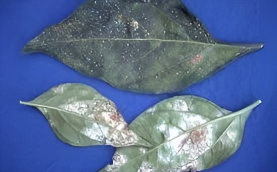 البياض الدقيقي على الباذنجانيات - عالم النباتات
