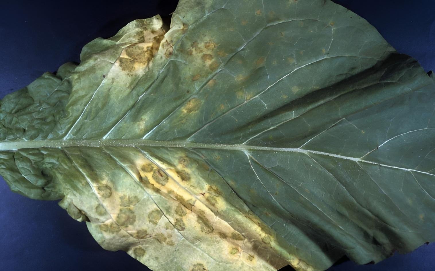 Tobacco downy mildew (blue mold) - Plant World