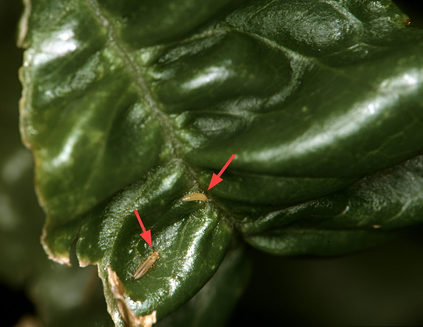 Floral thrips - the world of plants