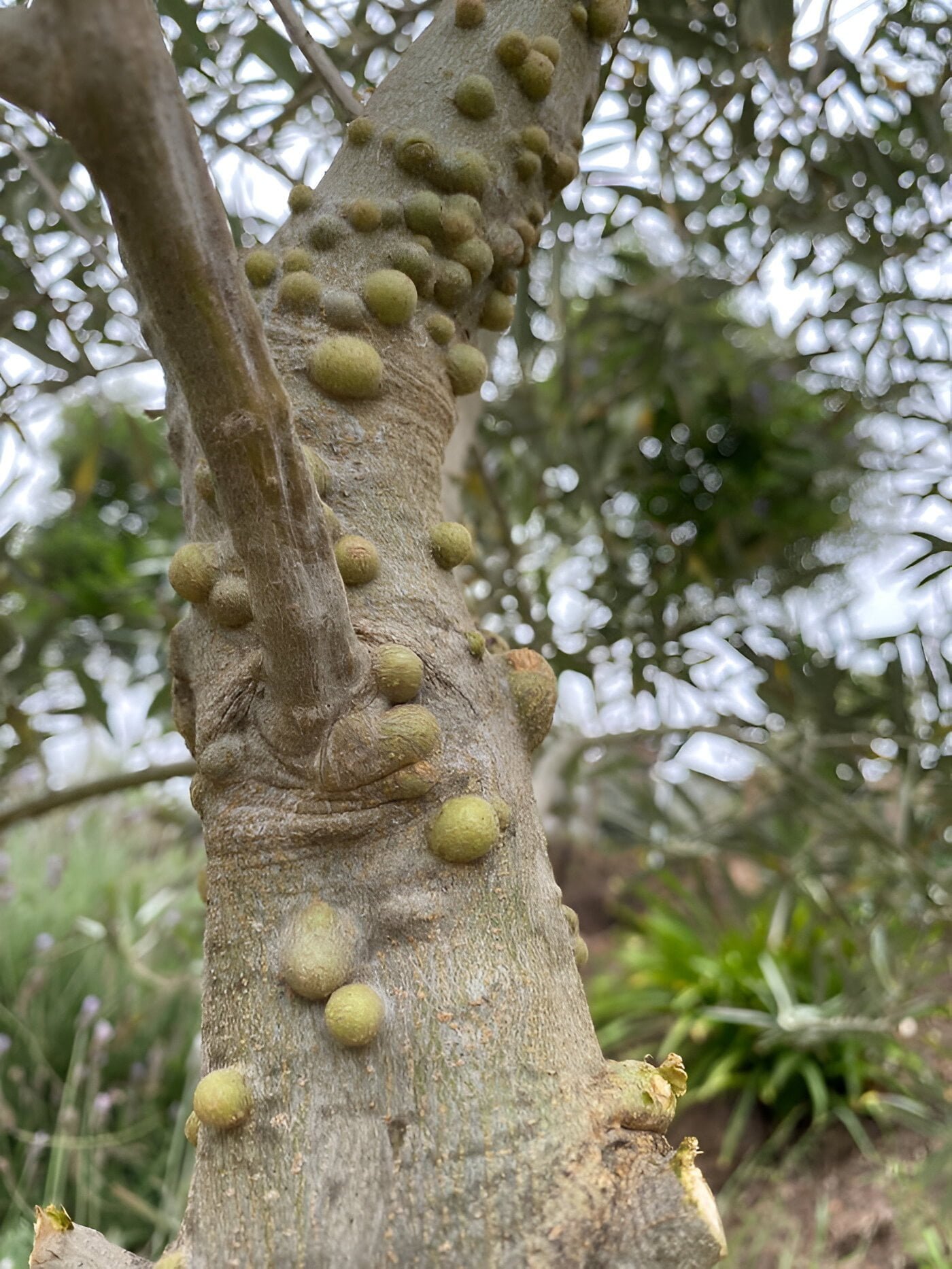 Olive knot disease - the world of plants
