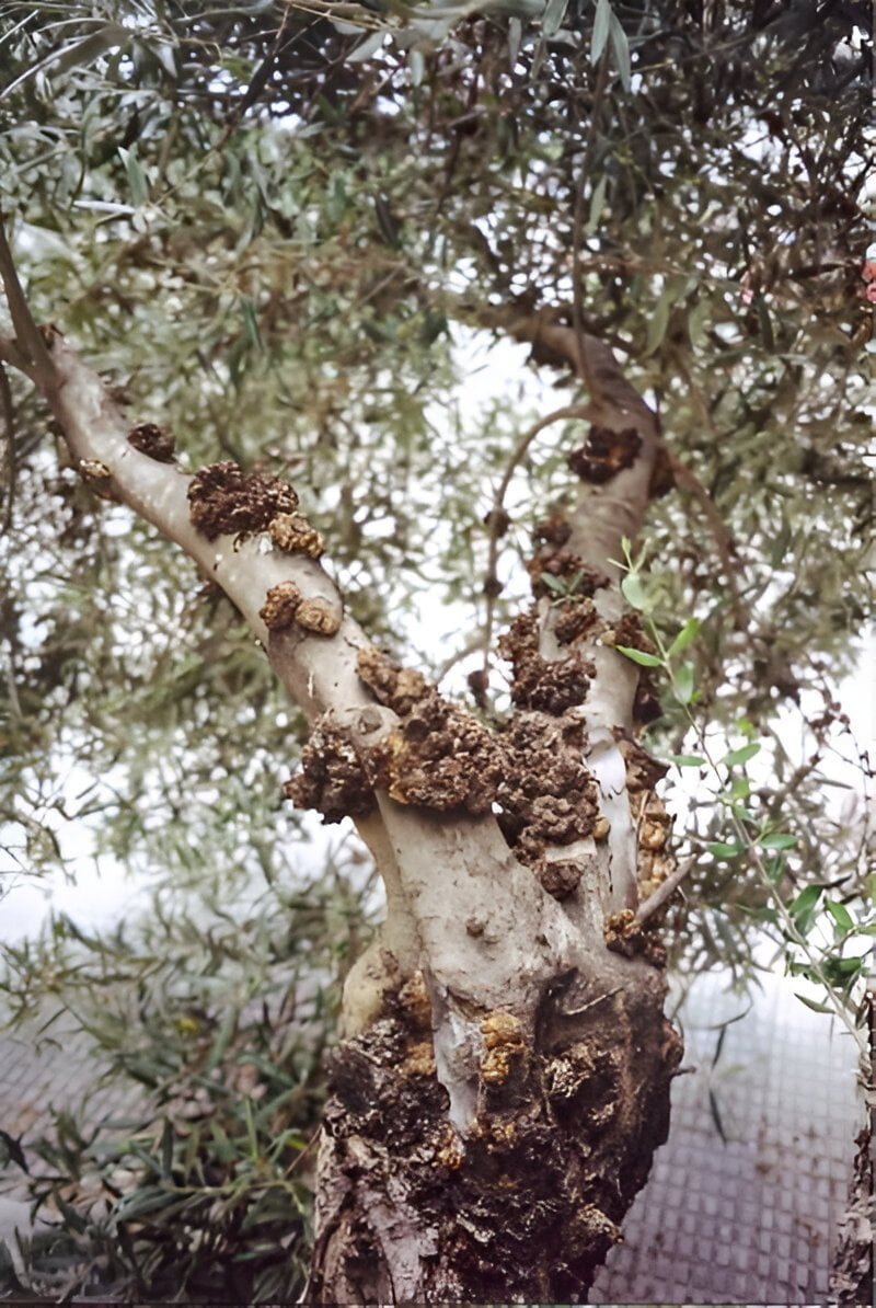 Olive knot disease - the world of plants