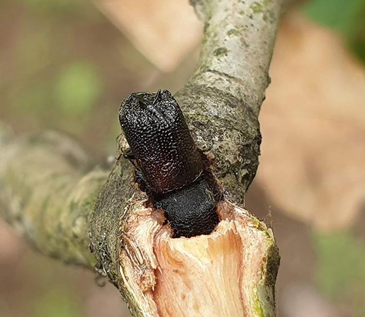 Toothed Wood Borer - Plant World