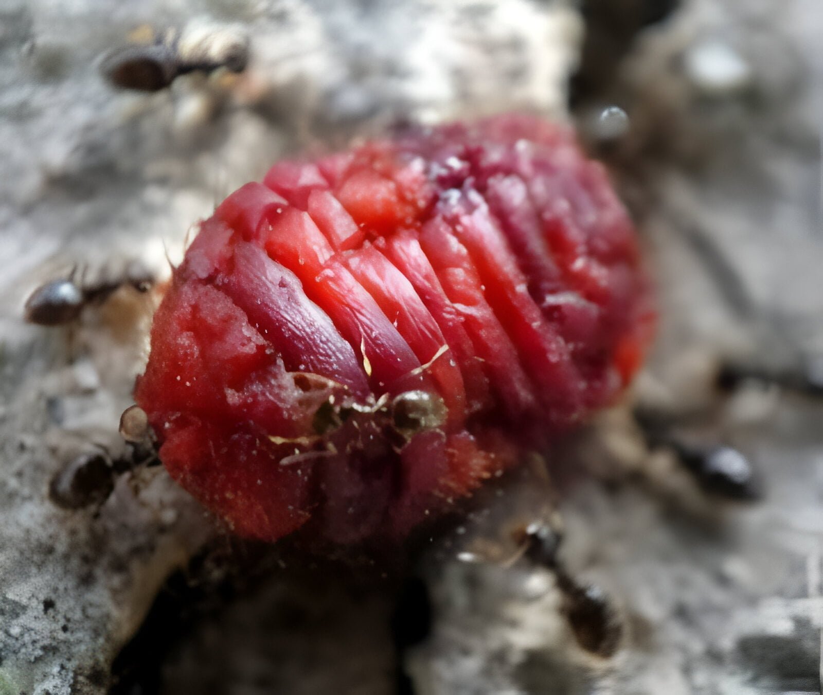 الحشرة القشرية الحمراء - عالم النباتات