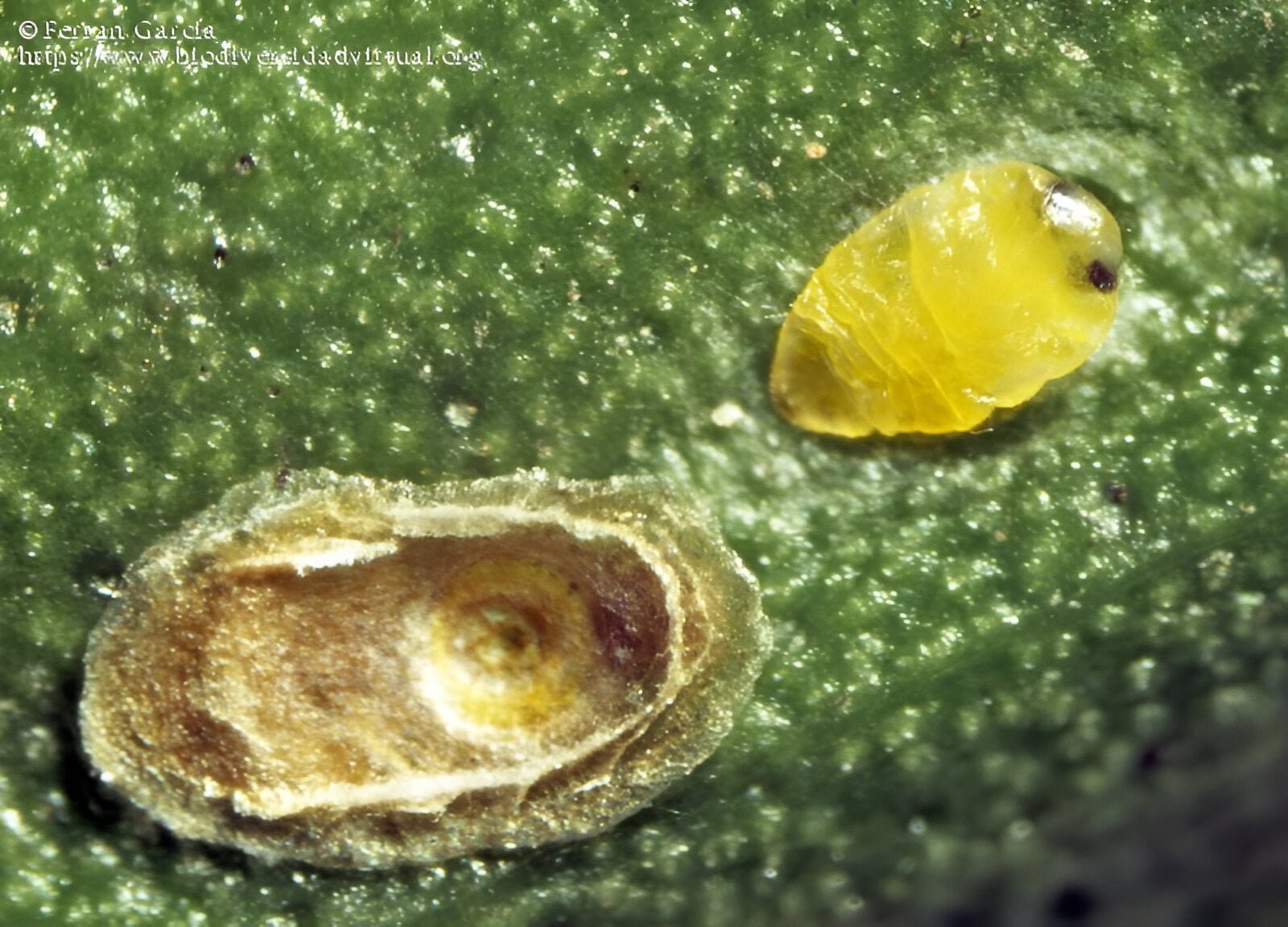 Red scale insect - plant world