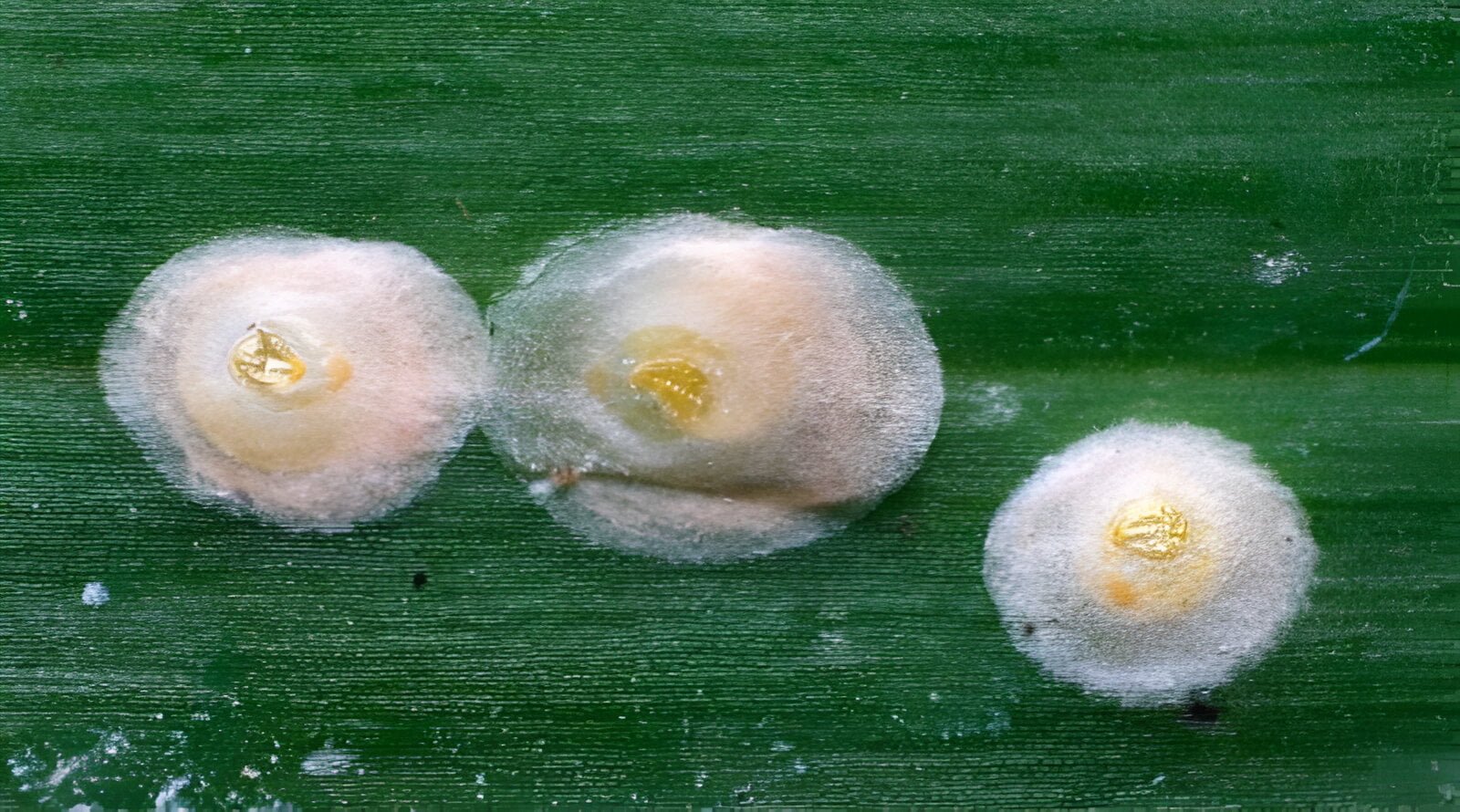 The scale insect - the world of plants