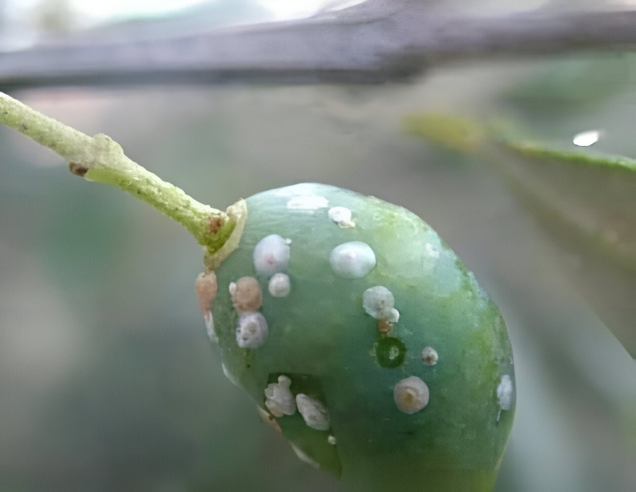 حشرة الدفلة القشرية - عالم النباتات