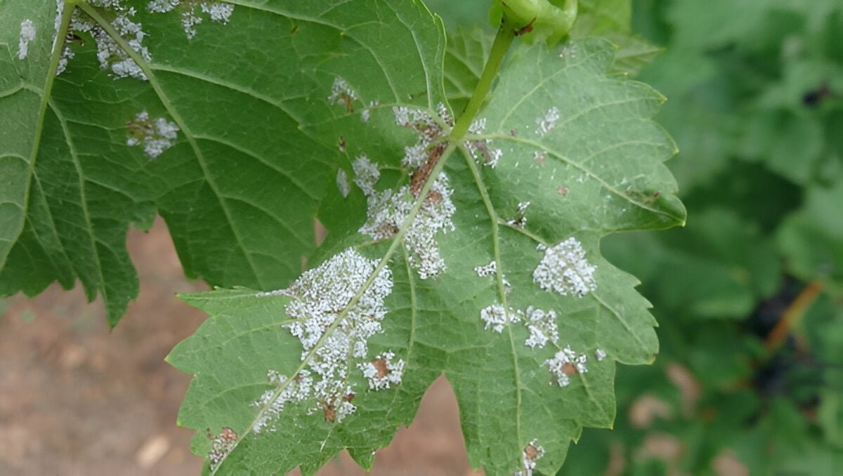 Downy mildew on grapes - the world of plants