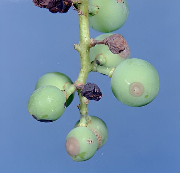 Black mold in grapes - the world of plants