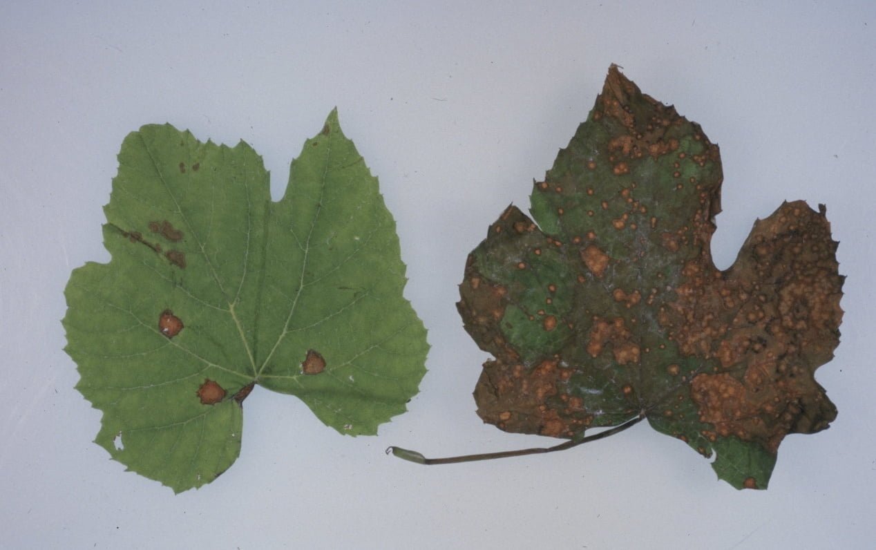 Black mold in grapes - the world of plants