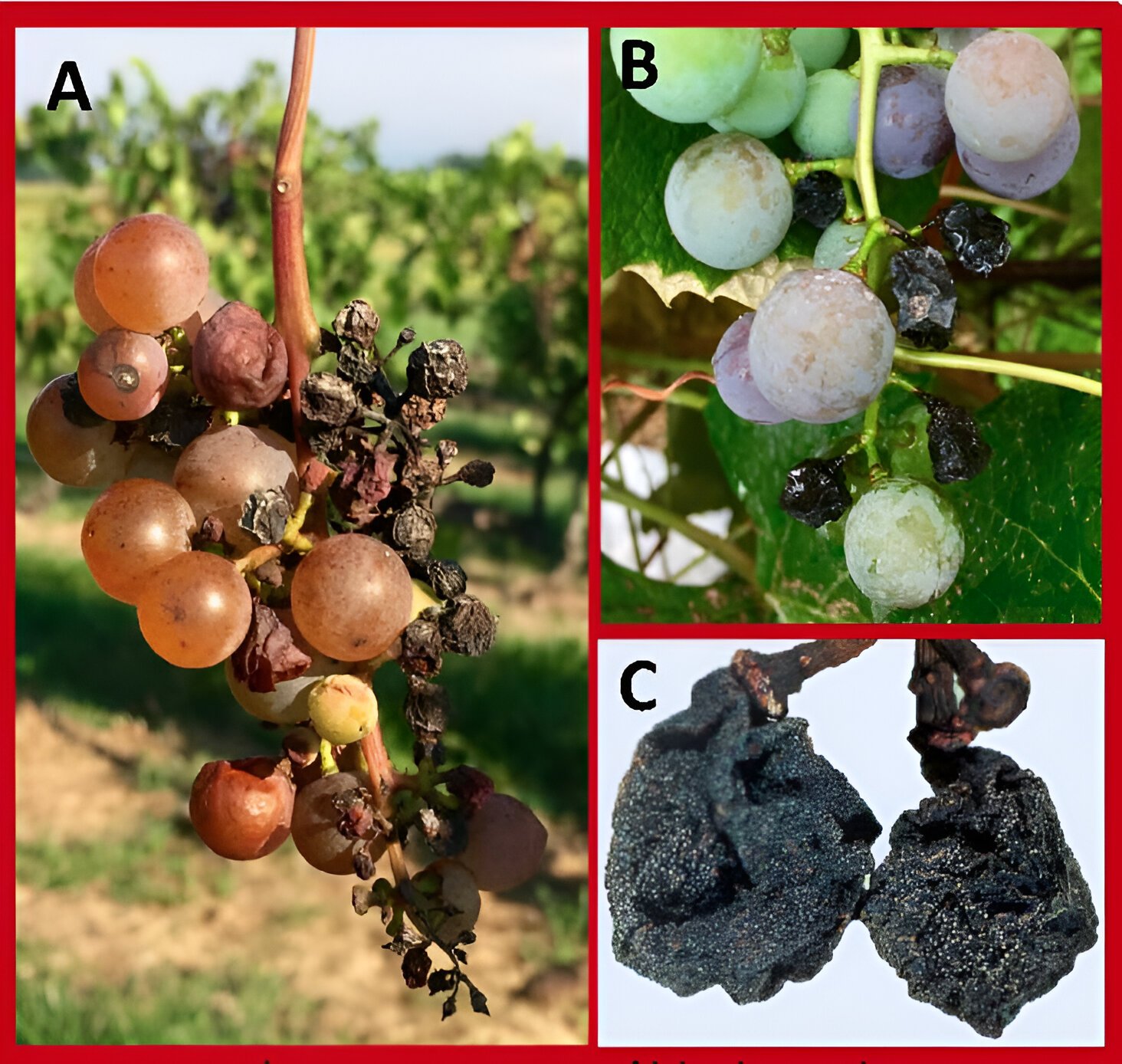 Black mold in grapes - the world of plants