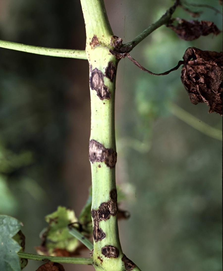 انثراكنوز العنب - عالم النباتات