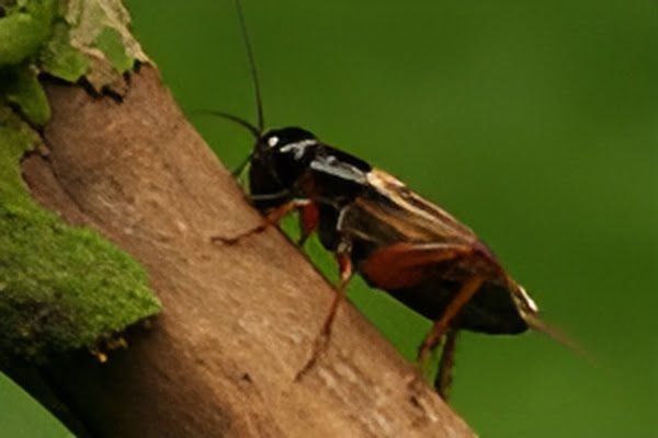 Two-spotted Field Cricket in Zucchini - Plant World