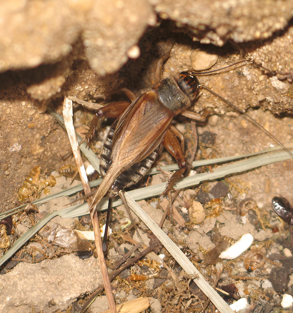 Two-spotted Field Cricket in Zucchini - Plant World