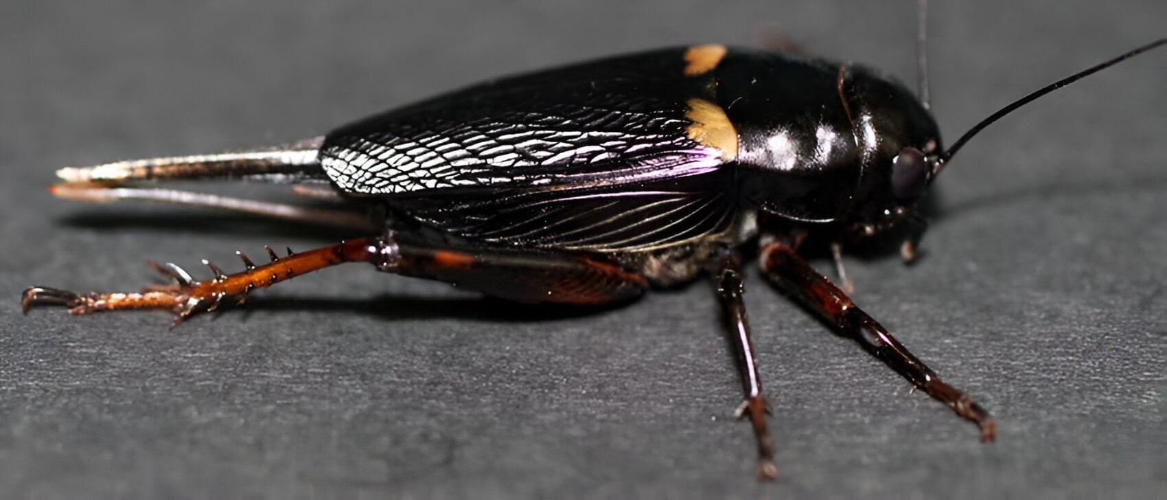 Two-spotted Field Cricket in Zucchini - Plant World